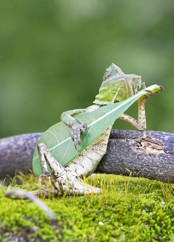 Lizard, the guitarman